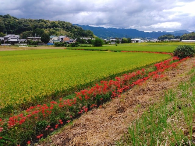 まるで田んぼを守っているように咲いております。