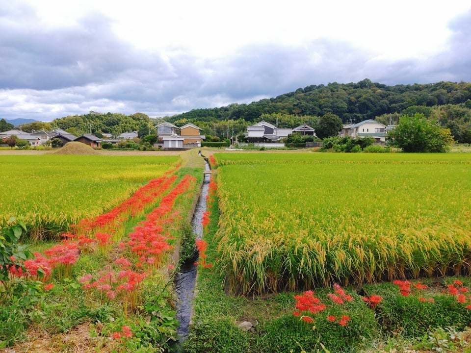 田んぼの畦道に一直線に咲く彼岸花