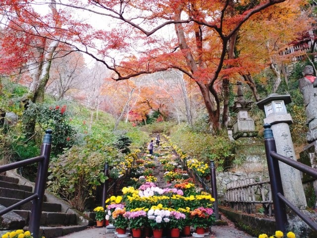 紅葉と菊回廊