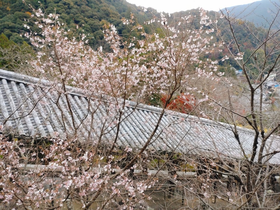 登廊の側に咲いていた冬桜
