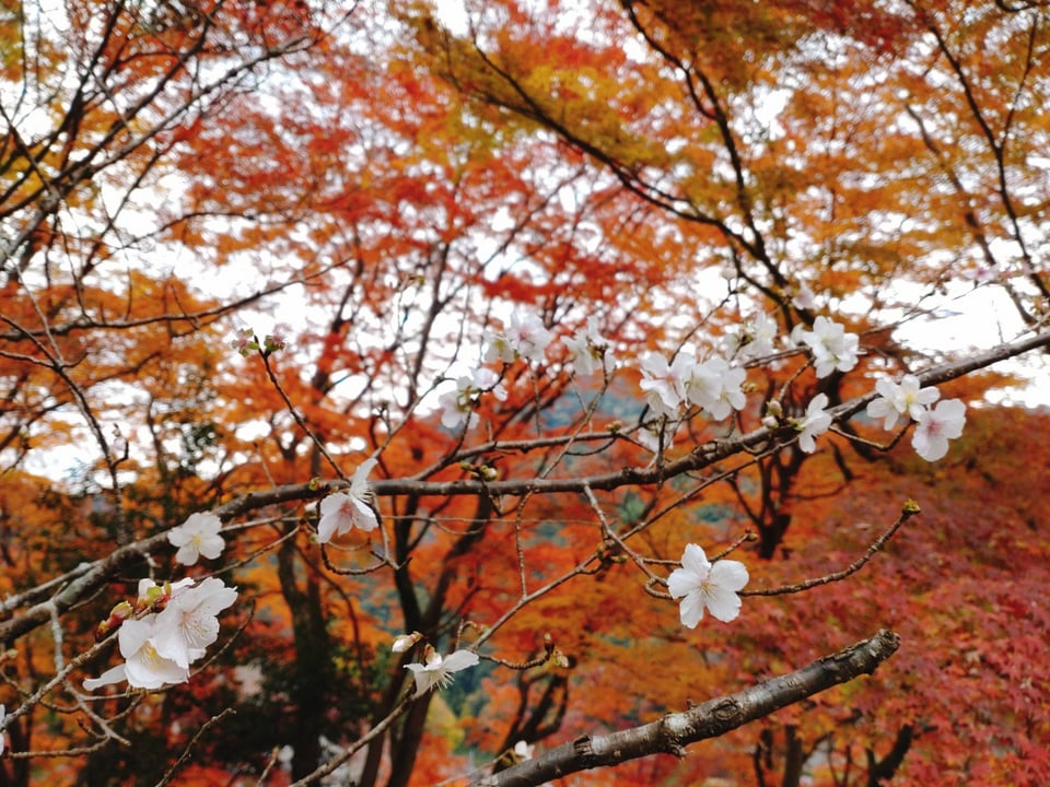奥の院・桜と紅葉②