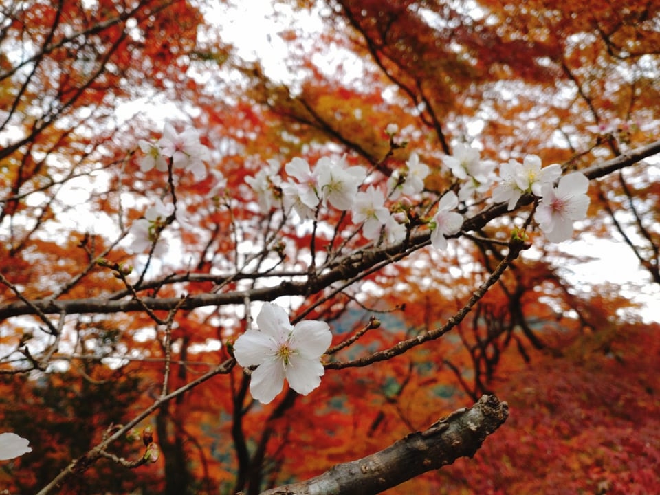 長谷寺・冬桜と紅葉
