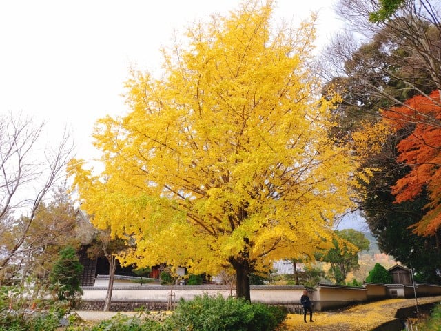 橘寺・大イチョウ