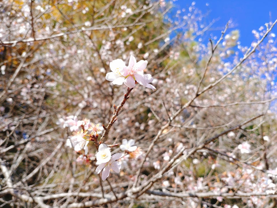 深田池と冬桜（2023,12,6撮影）
