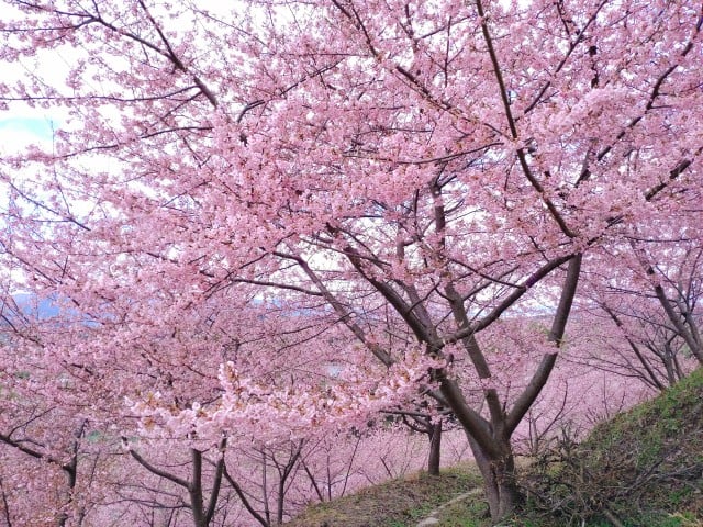 明日香村・河津桜の丘①（2024,2,27）