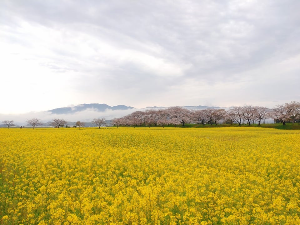 藤原宮跡・霧がかった桜と菜の花（4/3撮影）