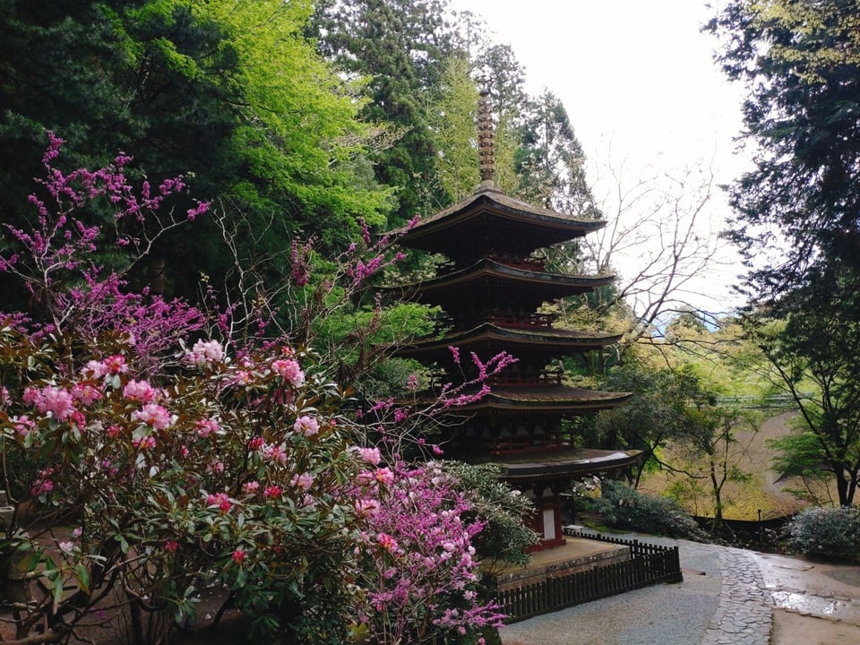 室生寺・五重塔（2024,4）