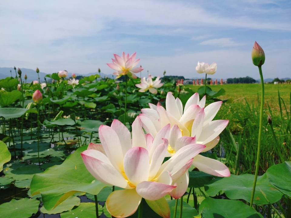 本日の藤原宮跡・蓮の花①