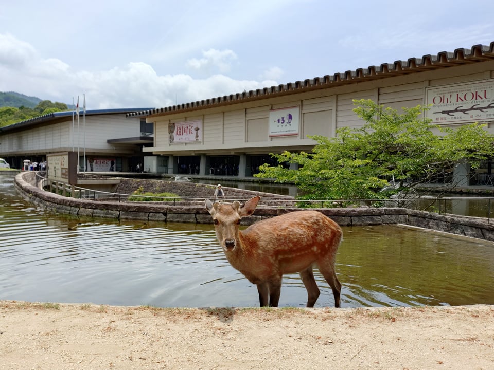 前の池で涼んでいる鹿も。