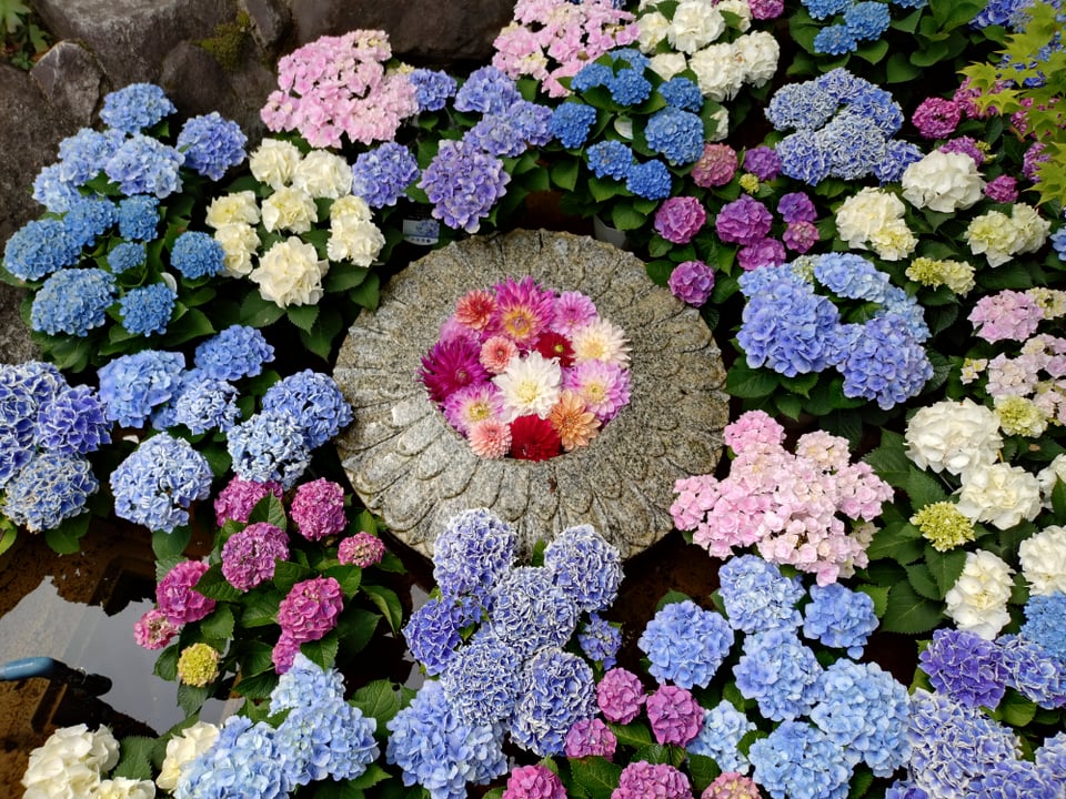 岡寺・あぢさゐ回廊（2025,6）