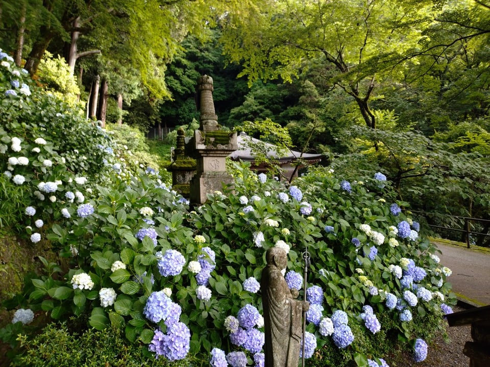 長谷寺・地植えの紫陽花②(2025,6,25)