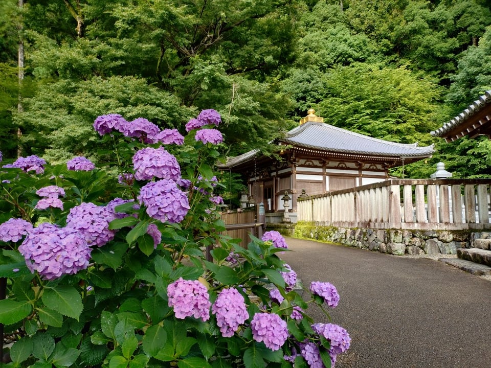 長谷寺・地植えの紫陽花③(2025,6,25)
