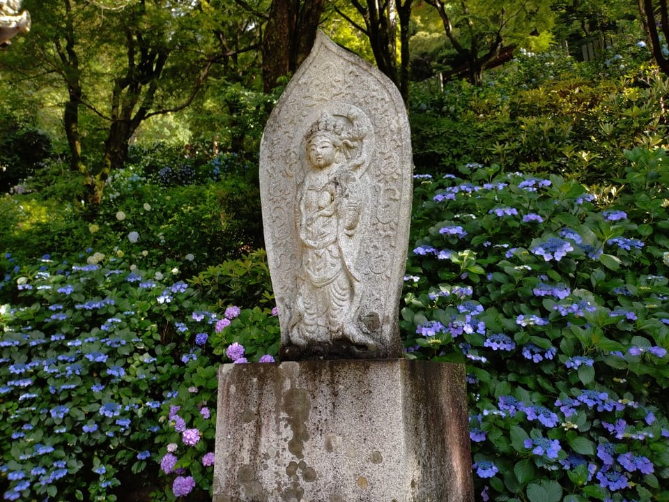 長谷寺・地植えの紫陽花①(2025,6,25)