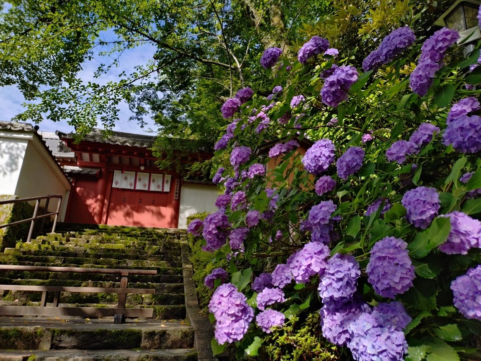 長谷寺・地植えの紫陽花④(2025,6,25)
