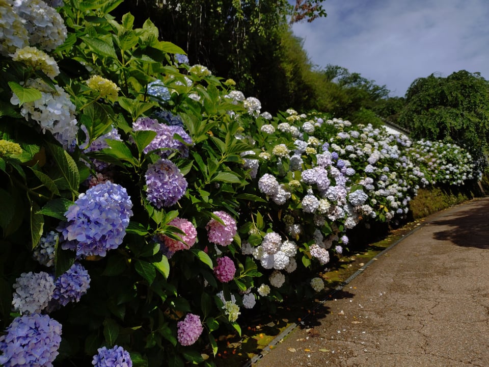 長谷寺・地植えの紫陽花⑤(2025,6,25)