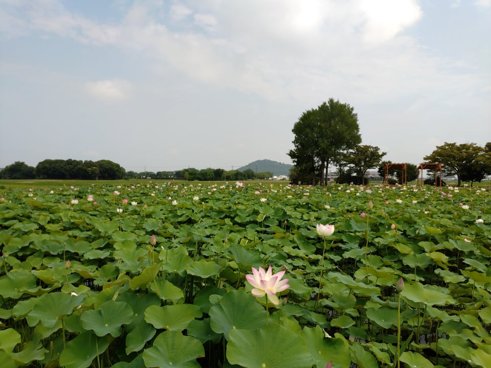 藤原宮跡蓮の花畑・背後に耳成山(2025,7,8)
