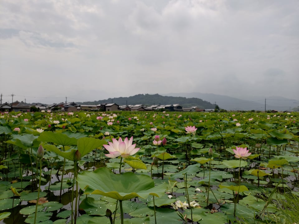 藤原宮跡蓮の花畑・背後に香具山(2025,7,8)