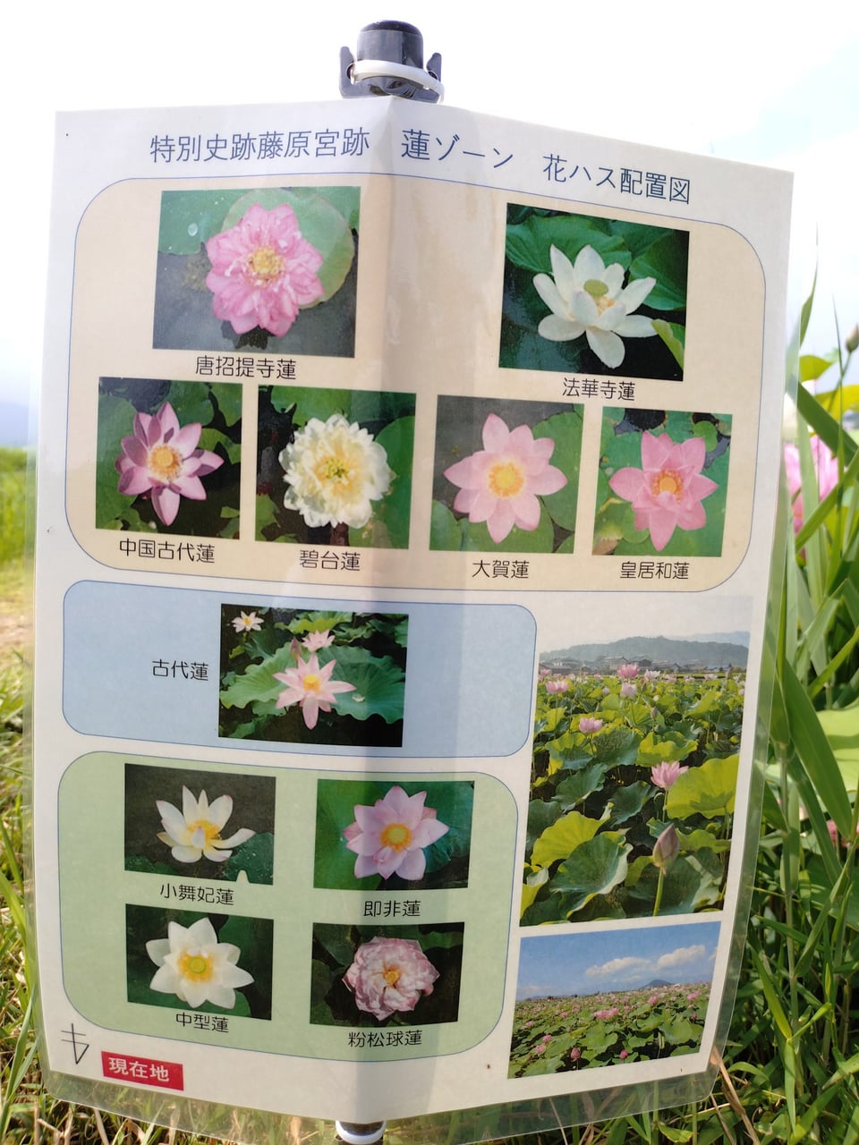 藤原宮跡蓮畑・3つのエリアに咲く蓮の種類(2025,7,8、現地看板より)