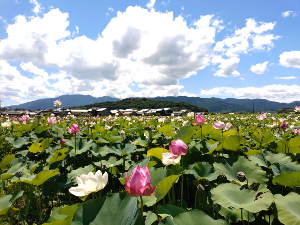 北エリアから見た香具山と蓮