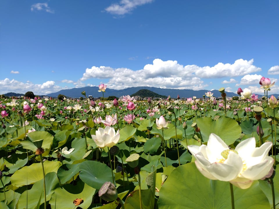 北エリア・蓮の花が咲き乱れる様子