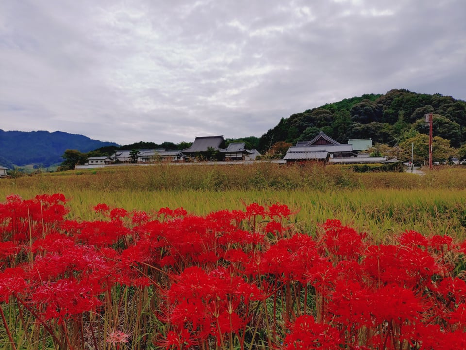 橘寺・彼岸花（見頃：9月中旬～10月上旬）