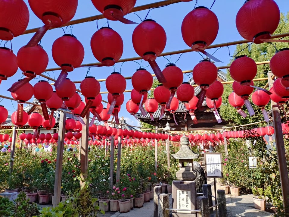 おふさ観音・バラと提灯まつり④（2025,11,10）