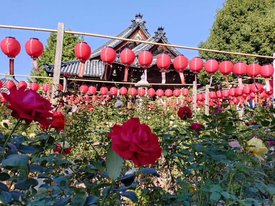 おふさ観音・バラと提灯まつり②（2025,11,10）