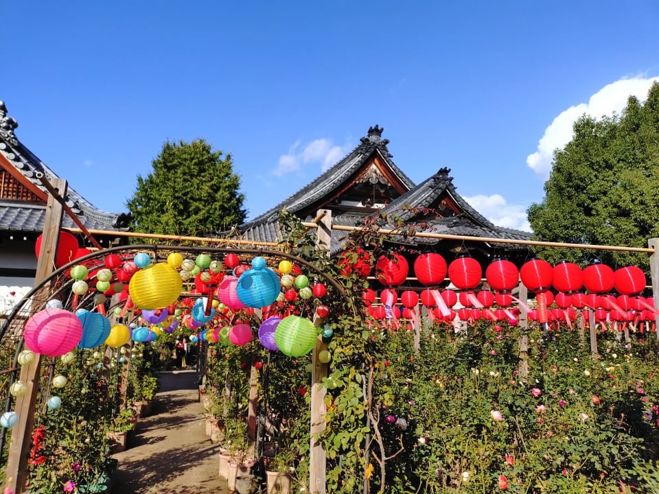 おふさ観音・バラと提灯まつり①（2025,11,10）