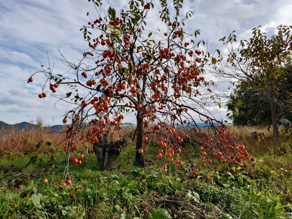 美味しそうな自生の柿がたくさん。