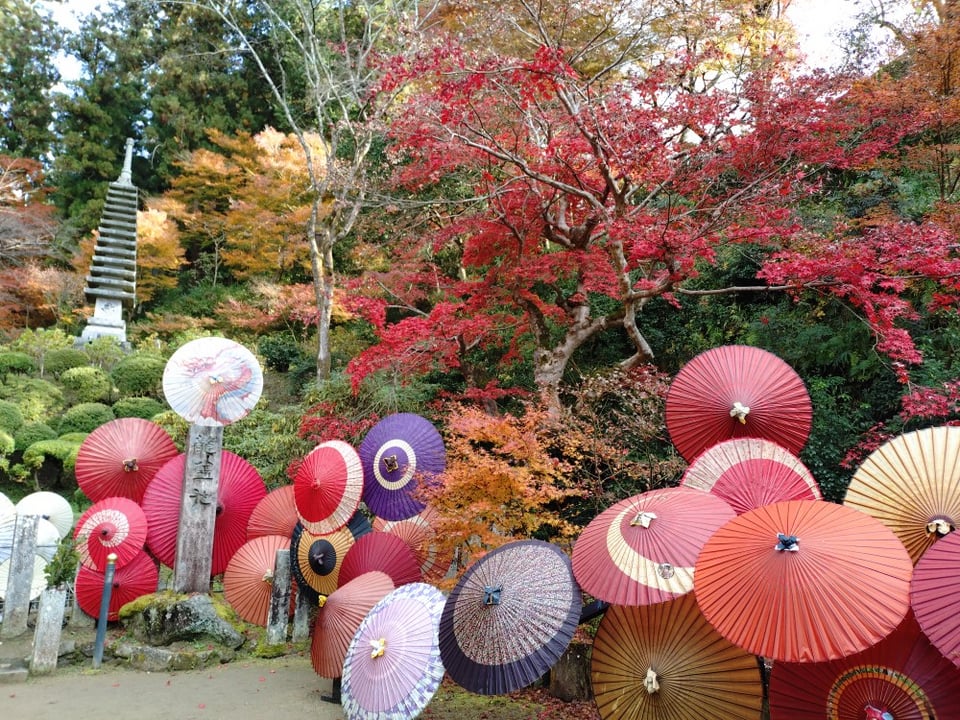 岡寺・石造十三重塔と和傘（2025,12,1撮影）