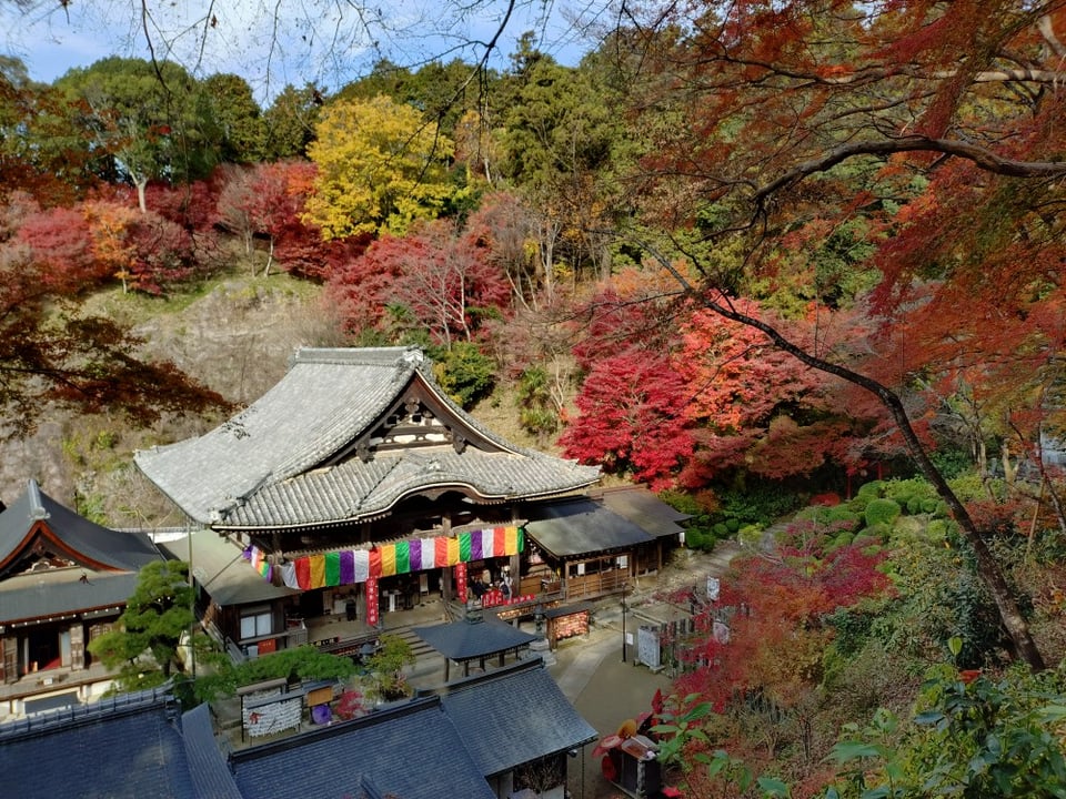 岡寺・本堂と境内（2025,12,1撮影）