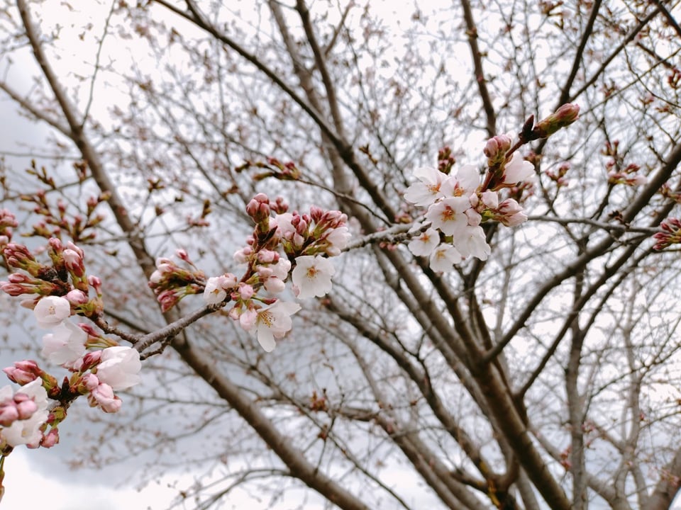 藤原宮跡・桜の様子①