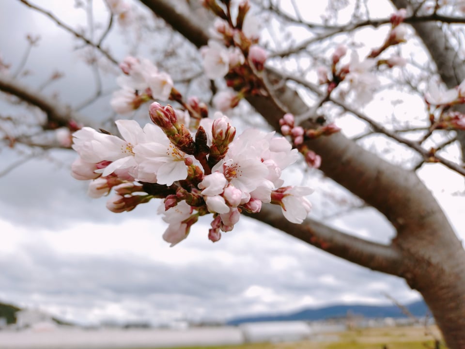 藤原宮跡・桜の様子②