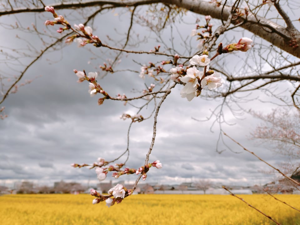 藤原宮跡・桜の様子⑤