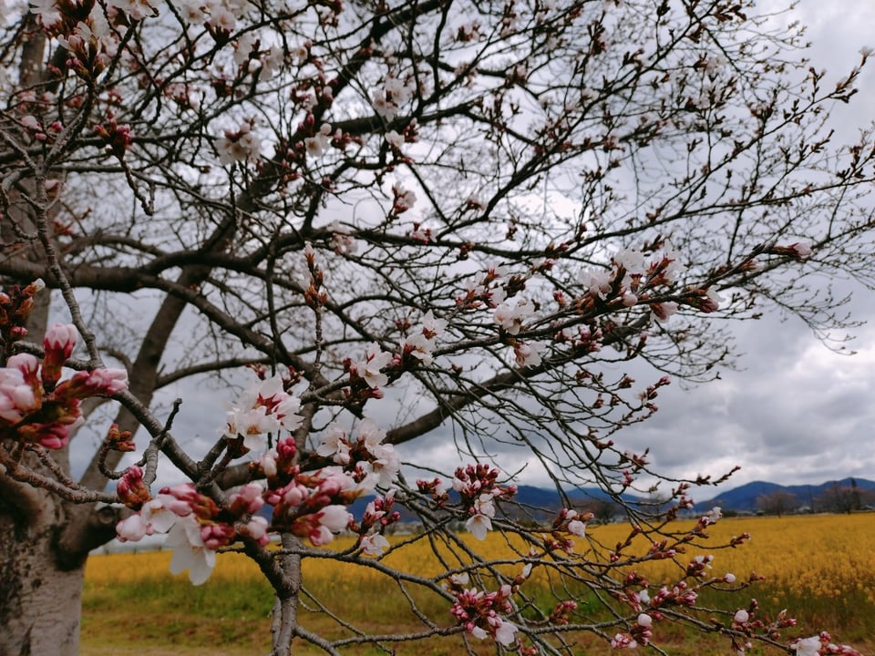 藤原宮跡・桜の様子③