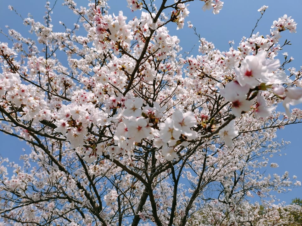 耳成山公園の桜②（2026,4,3撮影）