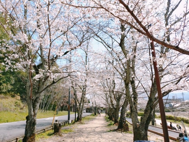 耳成山公園の桜①（2026,4,3撮影）