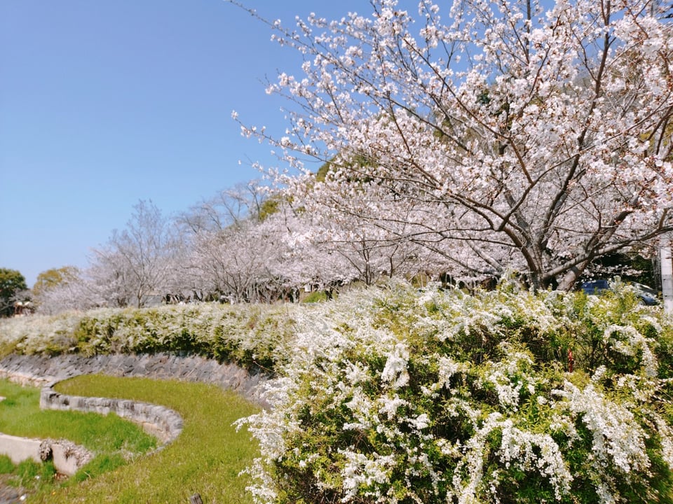 耳成山公園の桜④（2026,4,3撮影）
