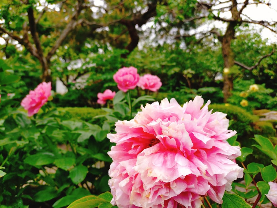 石光寺・牡丹と芍薬（2026,4,24撮影）