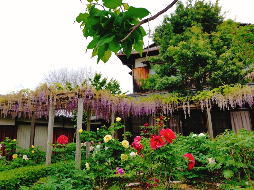 石光寺・牡丹と藤棚（2026,4,24撮影）