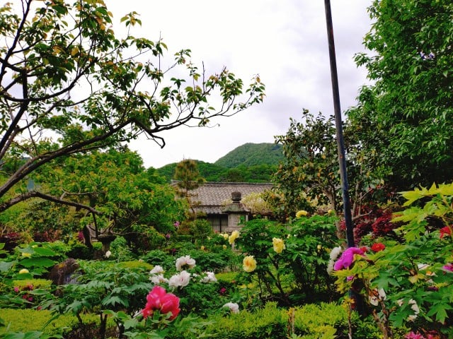 石光寺・牡丹と二上山（2026,4,24撮影）
