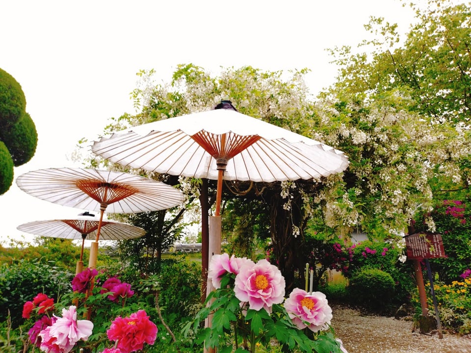 當麻寺中之坊・牡丹と白藤棚（2026,4,24撮影）