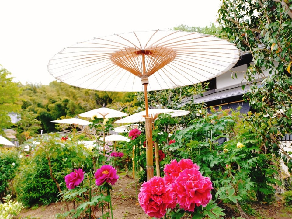 當麻寺中之坊・牡丹（2026,4,24撮影）