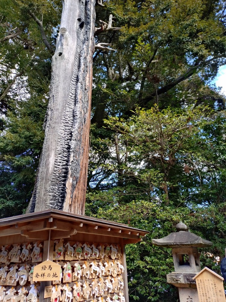 雷に打たれても尚、生きるご神木