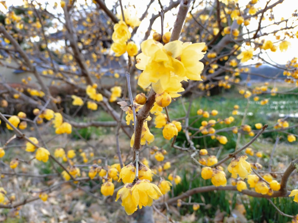 飛鳥寺裏に咲く蝋梅（2026,1,22）