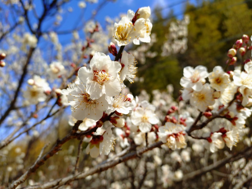 既に明日香村では梅の花が咲いていました！（2026,1,22）