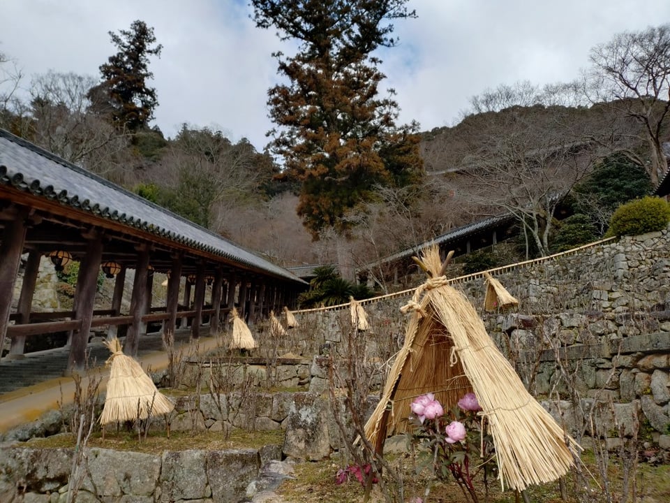 冬の長谷寺・寒牡丹