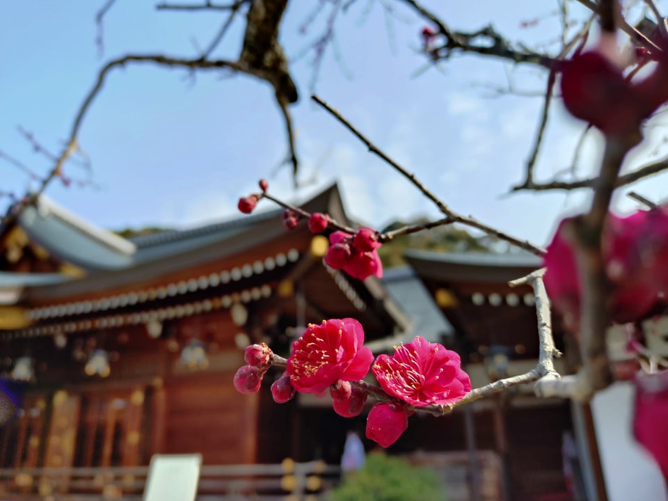 冬の大神神社・紅梅