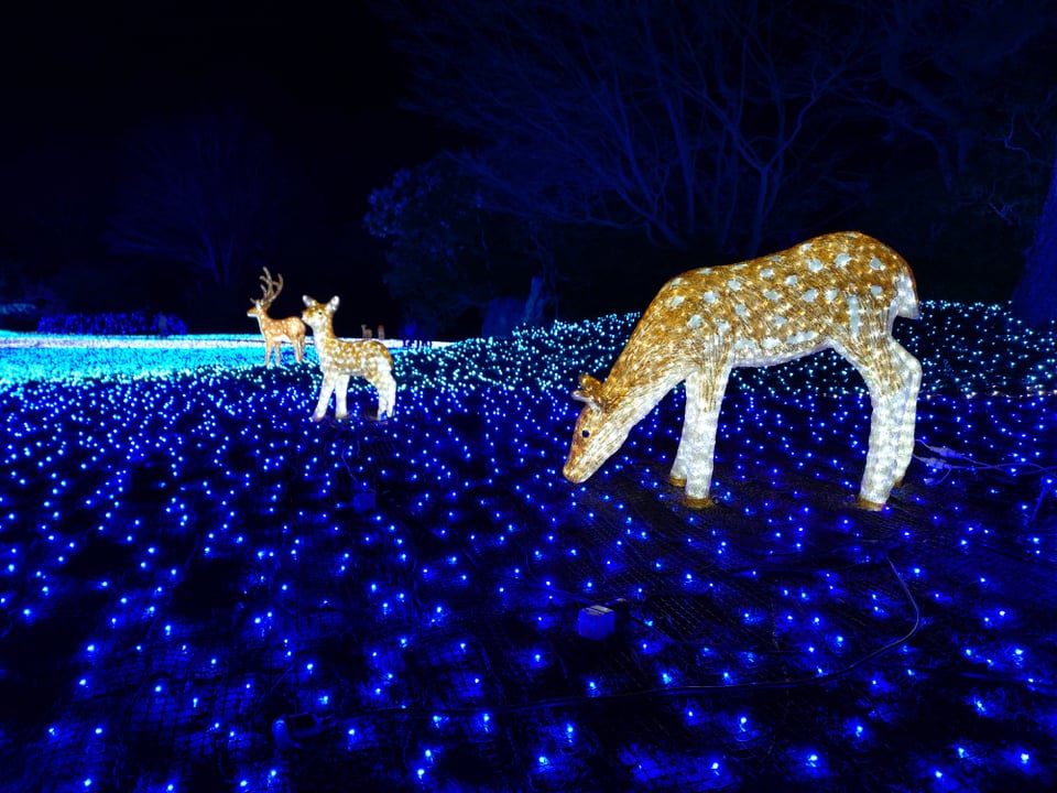 奈良公園・なら瑠璃絵③（2026,2,9）