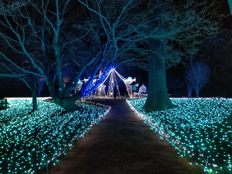 奈良公園・なら瑠璃絵②（2026,2,9）